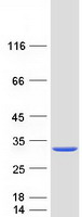 Coomassie blue staining of purified HDDC2 protein