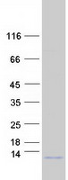 Coomassie blue staining of purified COX8C protein