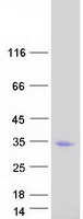 protq7z4m0 rec114 human recombinant protein