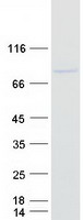 Coomassie blue staining of purified MAATS1 protein
