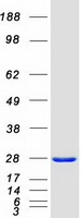 protq7z4w1 dcxr human recombinant protein