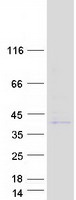 protq7z5a4 prss42 human recombinant protein