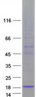 protq7z5a8 tafa3 human recombinant protein