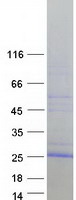 Coomassie blue staining of purified VMO1 protein
