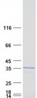 Coomassie blue staining of purified BCDIN3D protein