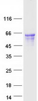 Coomassie blue staining of purified GPR141 protein