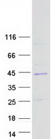 protq7z614 snx20 human recombinant protein