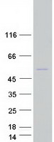 protq7z6g3 efcbp2 necab2 human recombinant protein