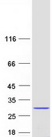 protq7z6i8 c5orf24 human recombinant protein