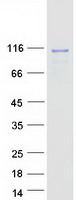 protq7z6j0 sh3md2 sh3rf1 human recombinant protein
