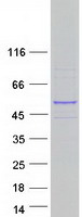 protq7z6k3 ptar1 human recombinant protein