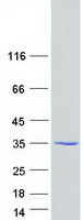Coomassie blue staining of purified ARPIN protein