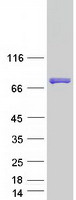 Coomassie blue staining of purified KHDC4 protein