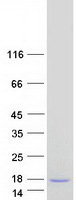 Coomassie blue staining of purified S100A7A protein