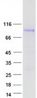 protq86sp6 gpr149 human recombinant protein