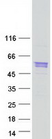 Coomassie blue staining of purified SRL protein
