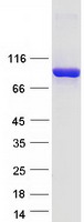 protq86ti2 dpp9 human recombinant protein