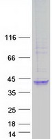 Coomassie blue staining of purified STIMATE protein