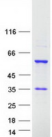 Coomassie blue staining of purified RBM23 protein