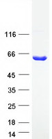 Coomassie blue staining of purified ASPG protein
