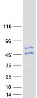 protq86ud0 c9orf140 sapcd2 human recombinant protein