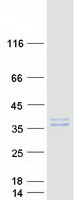 protq86ud1 oaf human recombinant protein