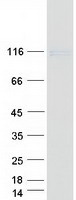 protq86up0 cadherin 24 cdh24 human recombinant protein