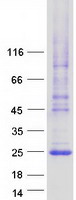 protq86up9 lhfpl3 human recombinant protein