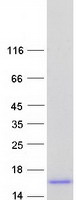 Coomassie blue staining of purified NFE4 protein