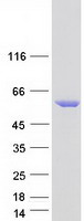 protq86ux6 stk32c human recombinant protein