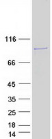 Coomassie blue staining of purified FAM160B2 protein