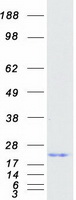protq86v88 mdp1 human recombinant protein