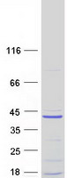 Coomassie blue staining of purified C11orf74 protein