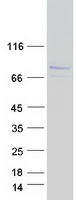 Coomassie blue staining of purified HOOK3 protein