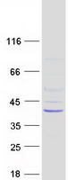 protq86w42 wdr58 thoc6 human recombinant protein