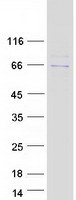 protq86wp2 gpbp1 human recombinant protein