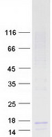 Coomassie blue staining of purified C17orf64 protein