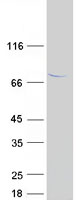 protq86wt1 ttc30a human recombinant protein
