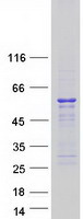 Coomassie blue staining of purified SKAP1 protein