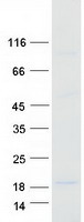 Coomassie blue staining of purified COA5 protein