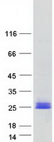 Coomassie blue staining of purified TMEM17 protein
