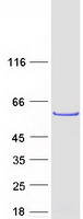 Coomassie blue staining of purified LRRC6 protein