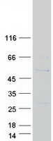 Coomassie blue staining of purified SNX32 protein