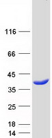 Coomassie blue staining of purified HOGA1 protein