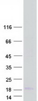 protq86y30 bage2 human recombinant protein