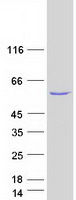 Coomassie blue staining of purified THNSL2 protein