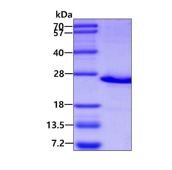 3ug by SDS-PAGE under reducing condition and visualized by coomassie blue stain