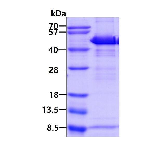 3ug by SDS-PAGE under reducing condition and visualized by coomassie blue stain