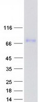 Coomassie blue staining of purified GPSM1 protein