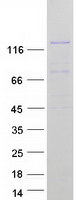 protq86yr7 mcf2l2 human recombinant protein